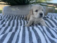 Luigi, a male Miniature Golden Retriever for sale in Apple Valley, CA – 3 of 4
