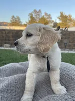 Bowser, a male Miniature Golden Retriever for sale in Apple Valley, CA – 5 of 9