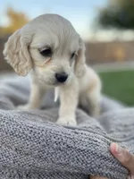 Yoshi , a male Miniature Golden Retriever for sale in Apple Valley, CA – 2 of 9