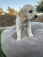 Dasiy, a female Miniature Golden Retriever for sale in Apple Valley, CA – 4 of 8