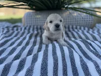 Yoshi , a male Miniature Golden Retriever for sale in Apple Valley, CA – 1 of 4