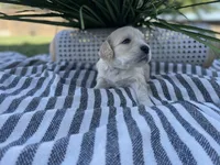 Bowser, a male Miniature Golden Retriever for sale in Apple Valley, CA – 4 of 4