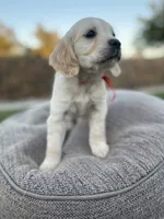 Dasiy, a female Miniature Golden Retriever for sale in Apple Valley, CA – 2 of 8