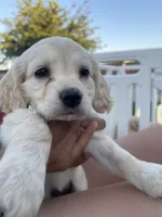 Rosalinda, a female Miniature Golden Retriever for sale in Apple Valley, CA – 4 of 8