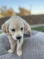Toad, a male Miniature Golden Retriever for sale in Apple Valley, CA – 4 of 8
