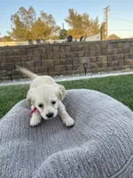 Peach, a female Miniature Golden Retriever for sale in Apple Valley, CA – 5 of 9