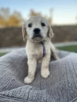 Toad, a male Miniature Golden Retriever for sale in Apple Valley, CA – 2 of 8