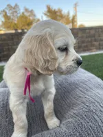 Peach, a female Miniature Golden Retriever for sale in Apple Valley, CA – 3 of 9