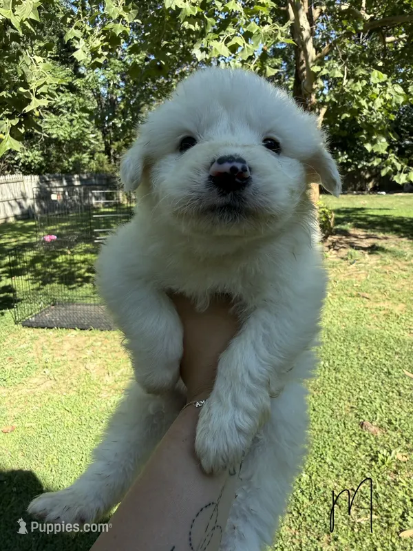 Milo – Great Pyrenees puppy for sale in Fredericksburg, VA