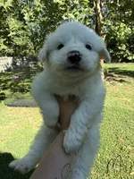 Milo, a male Great Pyrenees for sale in Fredericksburg, VA – 1 of 1