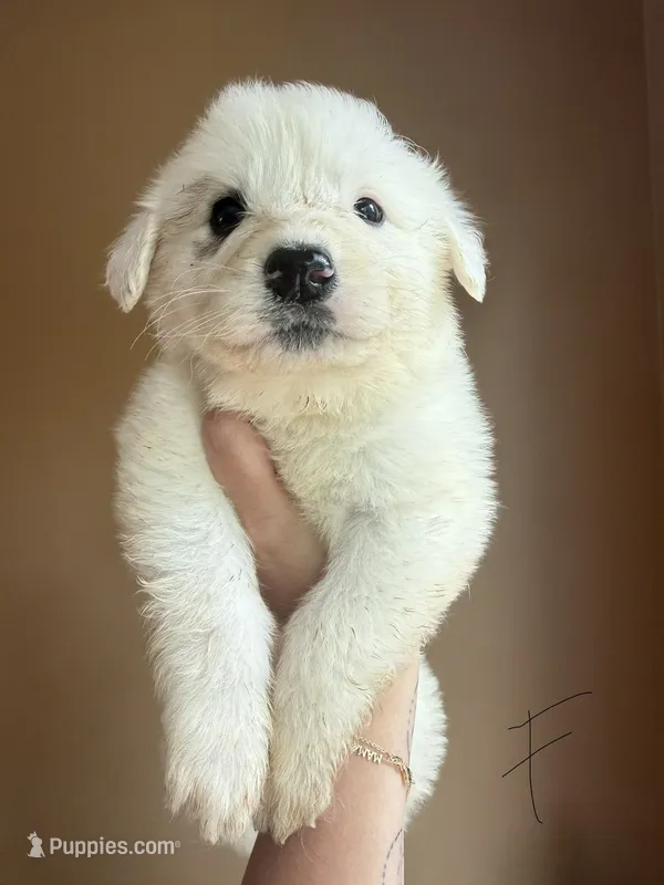 Rosie – Great Pyrenees puppy for sale in Fredericksburg, VA