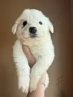 Rosie, a female Great Pyrenees for sale in Fredericksburg, VA – 1 of 1