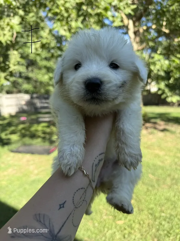 Daisy – Great Pyrenees puppy for sale in Fredericksburg, VA