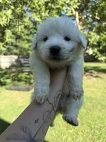 Daisy, a female Great Pyrenees for sale in Fredericksburg, VA – 1 of 1
