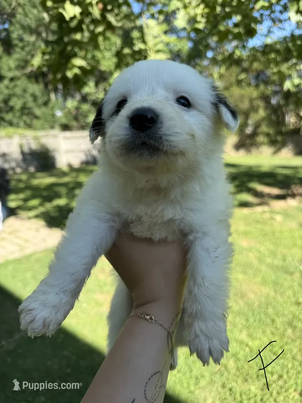 Willow – Great Pyrenees puppy for sale in Fredericksburg, VA