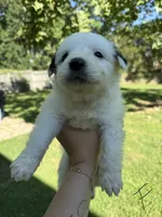 Willow, a female Great Pyrenees for sale in Fredericksburg, VA – 1 of 1