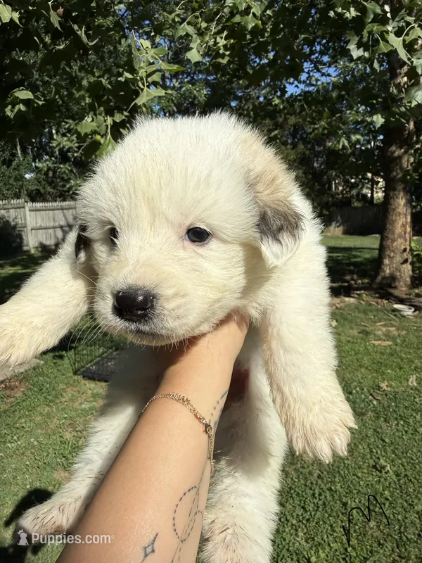 Cooper – Great Pyrenees puppy for sale in Fredericksburg, VA