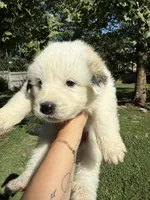 Cooper, a male Great Pyrenees for sale in Fredericksburg, VA – 1 of 1