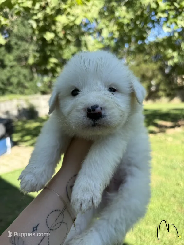 Apollo – Great Pyrenees puppy for sale in Fredericksburg, VA