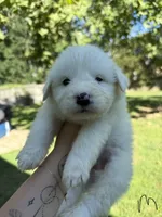 Apollo, a male Great Pyrenees for sale in Fredericksburg, VA – 1 of 1