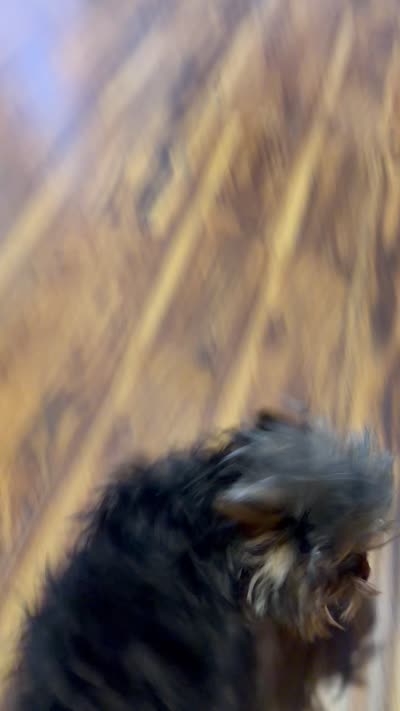 Sophie, a female Yorkshire Terrier for sale in Apache Junction, AZ – 2 of 2