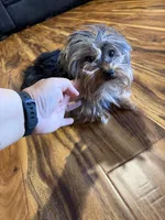 Sophie, a female Yorkshire Terrier for sale in Apache Junction, AZ – 1 of 2