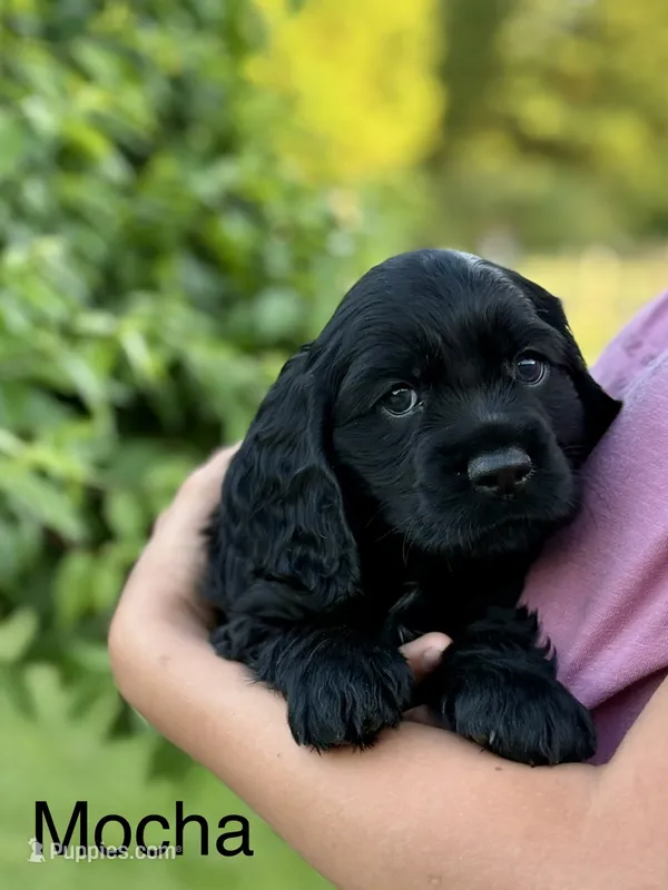 Mocha – Cocker Spaniel puppy for sale in Dundee, NY