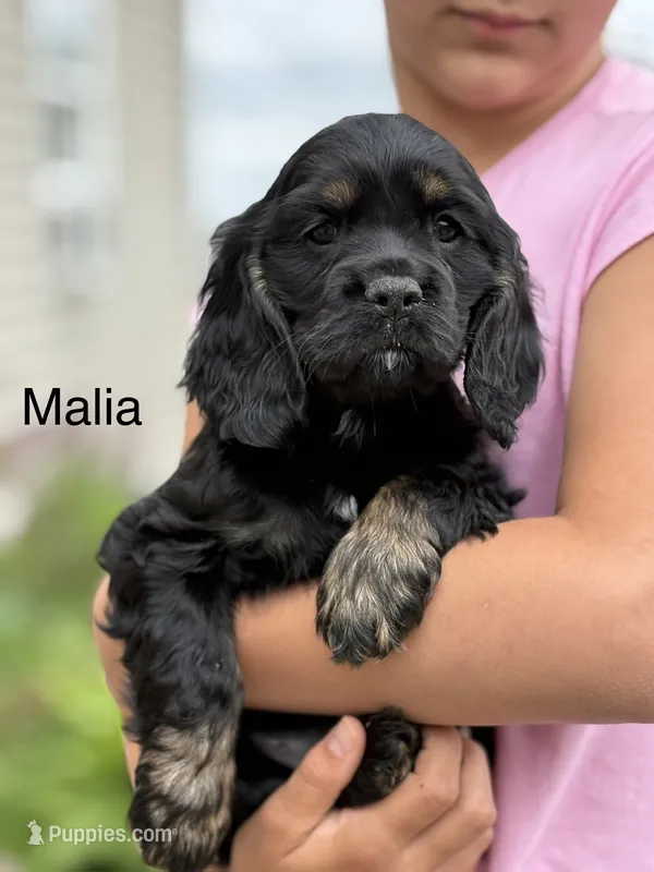 Malia – Cocker Spaniel puppy for sale in Dundee, NY