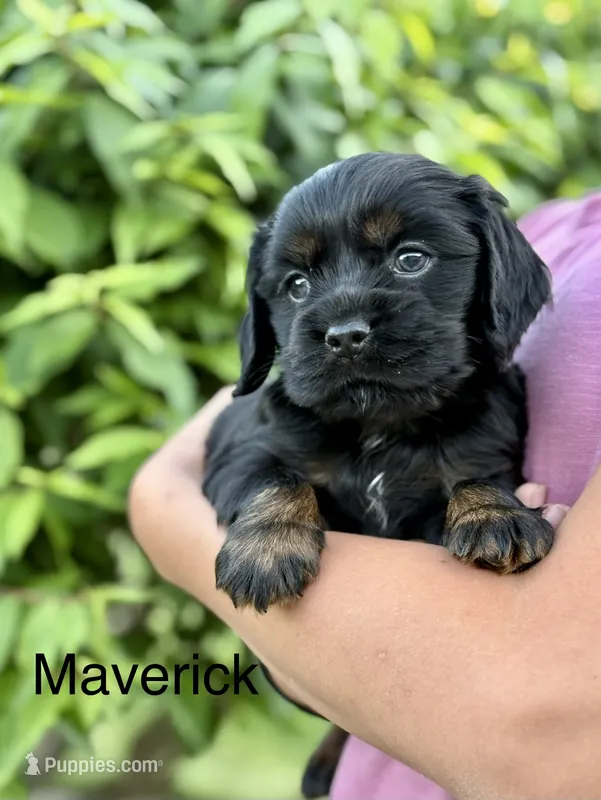 Maverick – Cocker Spaniel puppy for sale in Dundee, NY