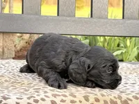 Sage, a female Cocker Spaniel for sale in Dundee, NY – Photo 2 of 2