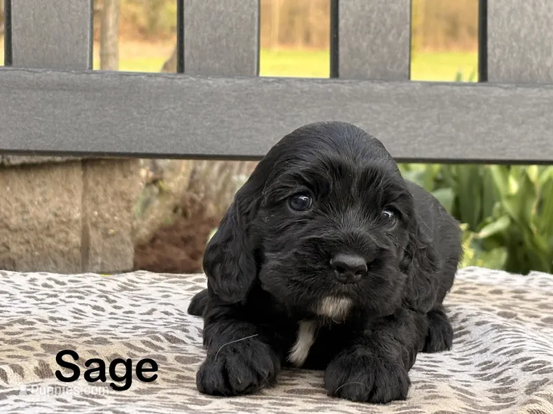 Sage – Cocker Spaniel puppy for sale in Dundee, NY