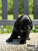 Macy, a female Cocker Spaniel for sale in Dundee, NY – 2 of 3