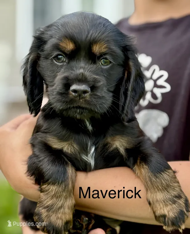 Maverick – Cocker Spaniel puppy for sale in Dundee, NY