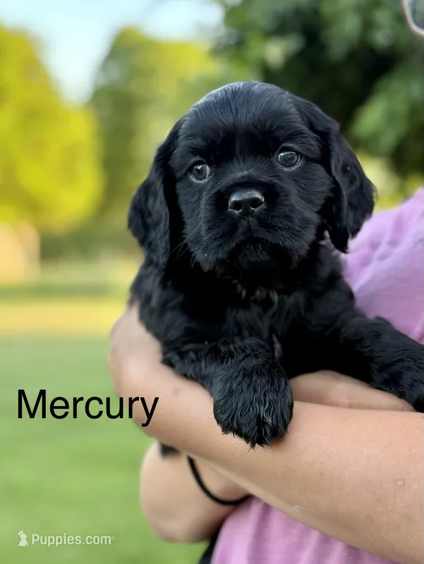 Mercury  – Cocker Spaniel puppy for sale in Dundee, NY