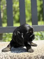 Malia, a female Cocker Spaniel for sale in Dundee, NY – 2 of 2