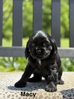 Macy, a female Cocker Spaniel for sale in Dundee, NY – 1 of 3