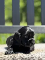 Mercury , a male Cocker Spaniel for sale in Dundee, NY – 2 of 2