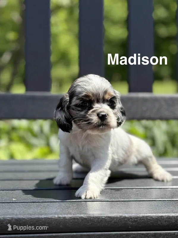 Madison – Cocker Spaniel puppy for sale in Dundee, NY
