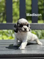 Madison, a female Cocker Spaniel for sale in Dundee, NY – 2 of 3