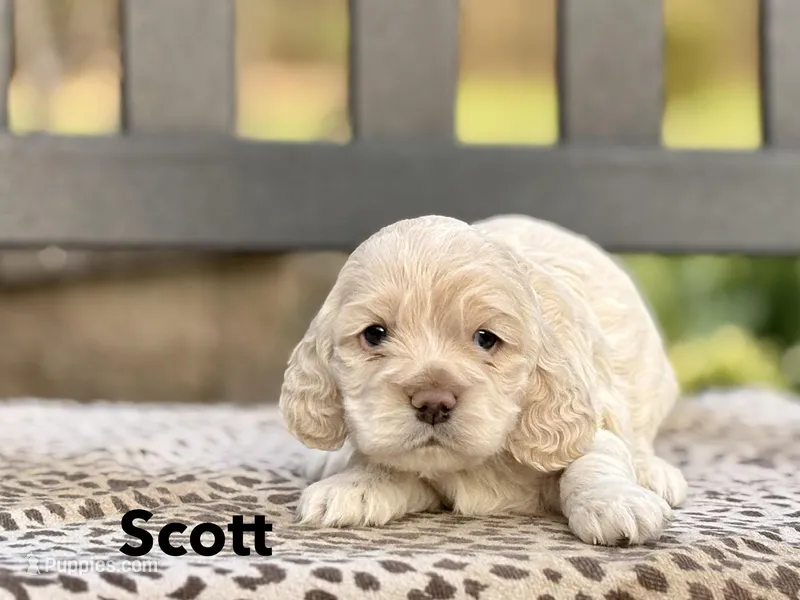 Scott – Cocker Spaniel puppy for sale in Dundee, NY