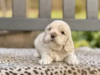 Scott, a male Cocker Spaniel for sale in Dundee, NY – Photo 2 of 2