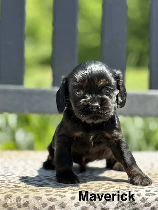 Maverick – Cocker Spaniel puppy for sale in Dundee, NY