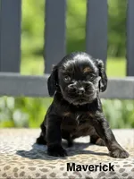 Maverick, a male Cocker Spaniel for sale in Dundee, NY – 1 of 2