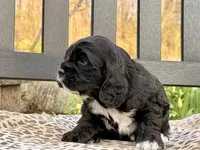 Scout, a male Cocker Spaniel for sale in Dundee, NY – Photo 2 of 2