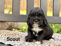 Scout, a male Cocker Spaniel for sale in Dundee, NY – Photo 1 of 2