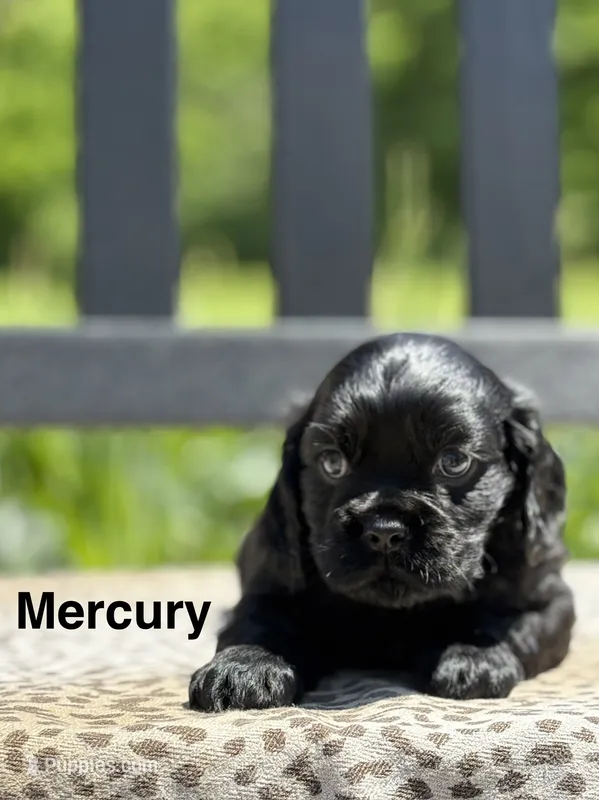 Mercury  – Cocker Spaniel puppy for sale in Dundee, NY