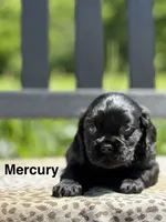 Mercury , a male Cocker Spaniel for sale in Dundee, NY – 1 of 2