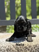 Malia, a female Cocker Spaniel for sale in Dundee, NY – 1 of 2