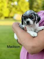 Madison, a female Cocker Spaniel for sale in Dundee, NY – 3 of 3