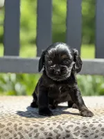 Maverick, a male Cocker Spaniel for sale in Dundee, NY – 2 of 2
